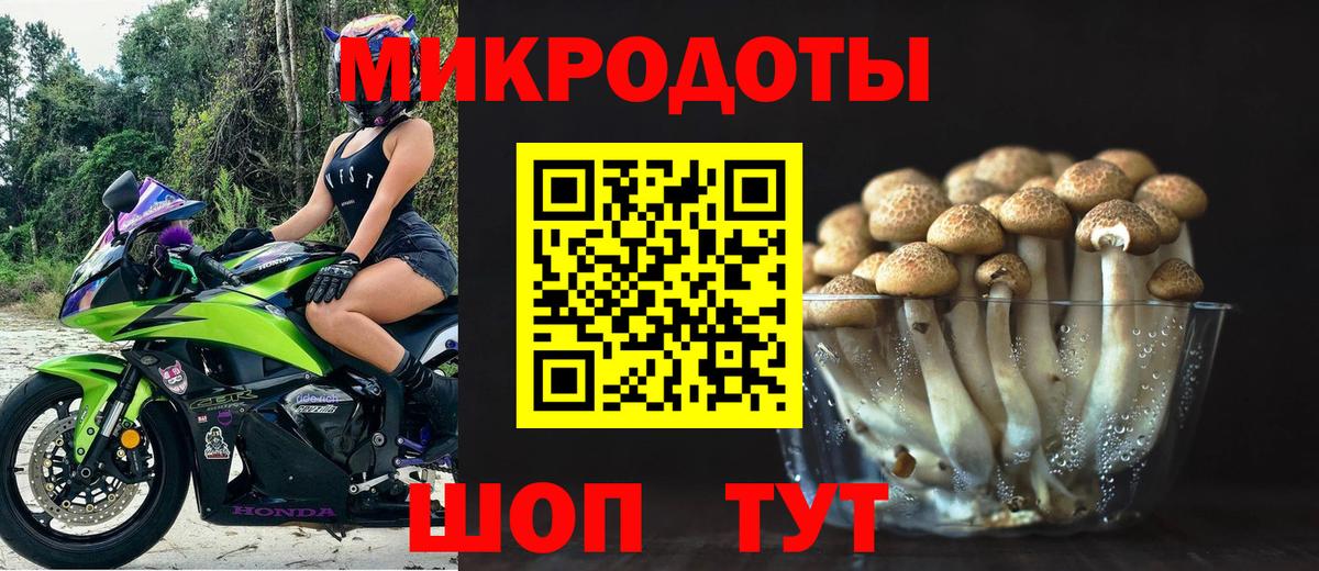 Псилоцибиновые грибы Psilocybe Южноуральск