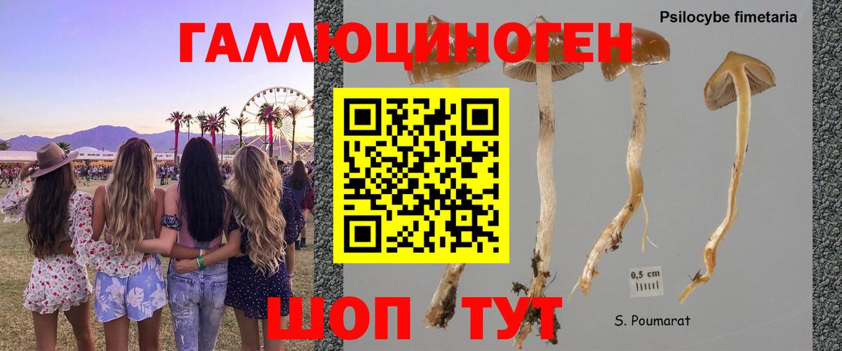цена наркотик  Псилоцибиновые грибы мицелий  Вход с VPN  Южноуральск  Галлюциногенные грибы Psilocybine cubensis 